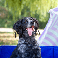 MAX OAA20069, chien à adopter