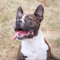 ICEO réservé, chien à adopter