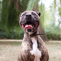 OAA19942 OZEILLE, chien à adopter