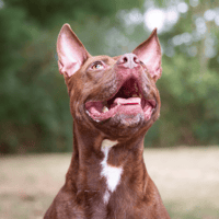 PIXIE OAA19721, chienne à adopter