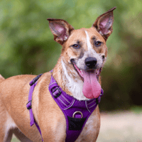 JORA, chienne à adopter
