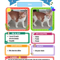 Cora, chatte à adopter