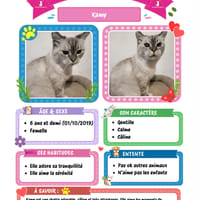 Kamy, chatte à adopter