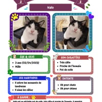 Nalo, chat à adopter