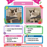 Nova, chatte à adopter