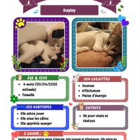 Hayley, chatte à adopter