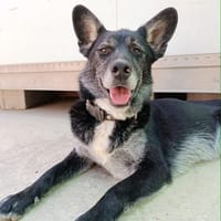 YAKI (Union Animal), chien à adopter