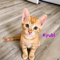 Kyubi, chatte à adopter