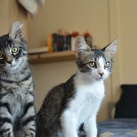 KYROS ET HAYAKI, chat à adopter