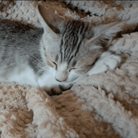 NINJA, chatte à adopter