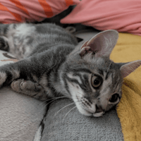 GRISOU, chat à adopter