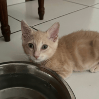BUBULE, chatte à adopter