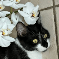 POMME, chatte à adopter