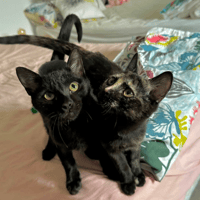 JASMIN ET MARGUERITE, chat à adopter