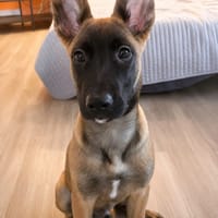 OSSO, chien à adopter