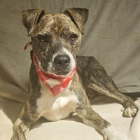 Samson, chien à adopter