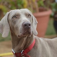 Taba, chienne à adopter