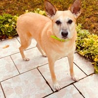 Louna, chienne à adopter