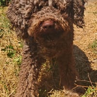 Emile, chien à adopter
