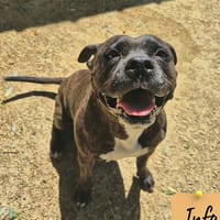 Roxie, chienne à adopter