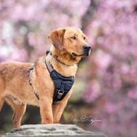 Lieber Senior John sucht zuhause, Hund zur Adoption