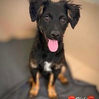 Kiki Kuschelkeks, Hündin zur Adoption