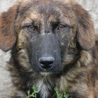 Minkia - goldige Junghündin, Hund zur Adoption