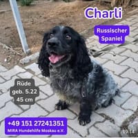Charli Russischer Spaniel sucht ein liebevolles Zuhause., Hund zur Adoption