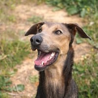 Apollo  Ein großer Junge, der lernen möchte..., Hund zur Adoption