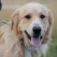 Jazz - kinderlieber Familienhund, Hund zur Adoption