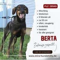 Berta Mischling Hündin sucht ein liebevolles Zuhause., Hündin zur Adoption