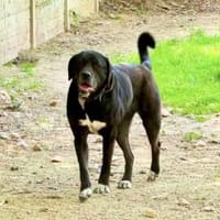 Mokka sucht ein neues Zuhause, Hündin zur Adoption