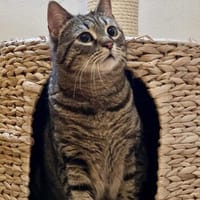 Pinky sucht Zuhause, Katze zur Adoption