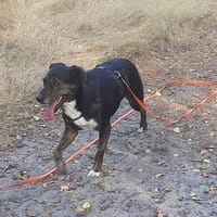 Lucky - Frauchen erkrankt, Hund zur Adoption