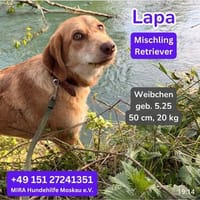 Lapa Mischung Retriever sucht ein liebevolles Zuhause., Hündin zur Adoption