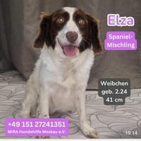 Elza Spaniel Mischling sucht ein liebevolles Zuhause., Hündin zur Adoption