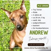 Andrew Toy Terrier sucht ein liebevolles Zuhause., Hund zur Adoption