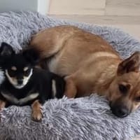 Zauberhafte kleine Marla, Hündin zur Adoption