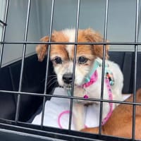 Romy war total unterernährt und wird jetzt gepäppelt, Hündin zur Adoption