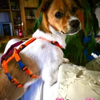 Dudley, der Küsschen-Kavalier, Hund zur Adoption