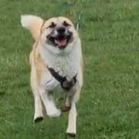Freigeist Sheldon sucht ein Zuhause, Hund zur Adoption