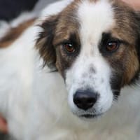 Tamas - unkomplizierter Jungrüde, Hund zur Adoption