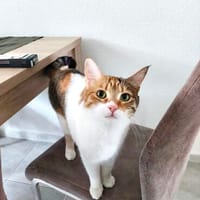 Belinda sucht Zuhause zum Ankommen, Katze zur Adoption