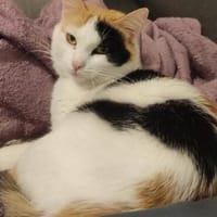 Kätzin Anna, Katze zur Adoption