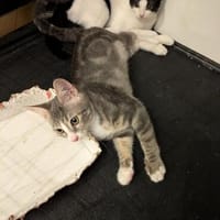 Kittenpaar Livia & Liv, Katze zur Adoption