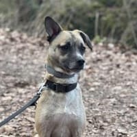 Payton sucht ihr perfect match, Hündin zur Adoption