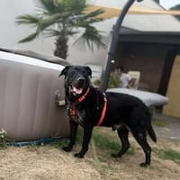 Der liebe Lui wartet auf einer Ps in 53797 Lohmar ( NRW ), Hund zur Adoption