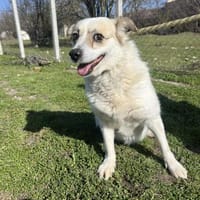 ❤🐾 CORA, 7 Jahre, 35/38cm, Hündin zur Adoption