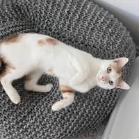 Kater Roko sucht endlich Forever Home, Kater zur Adoption