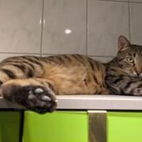 Kätzin Babsi, Katze zur Adoption